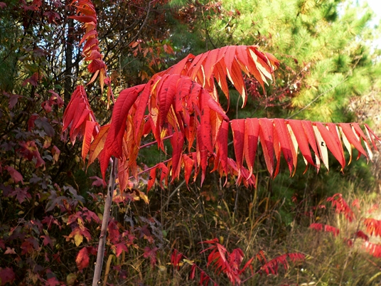 {Rhus glabra}